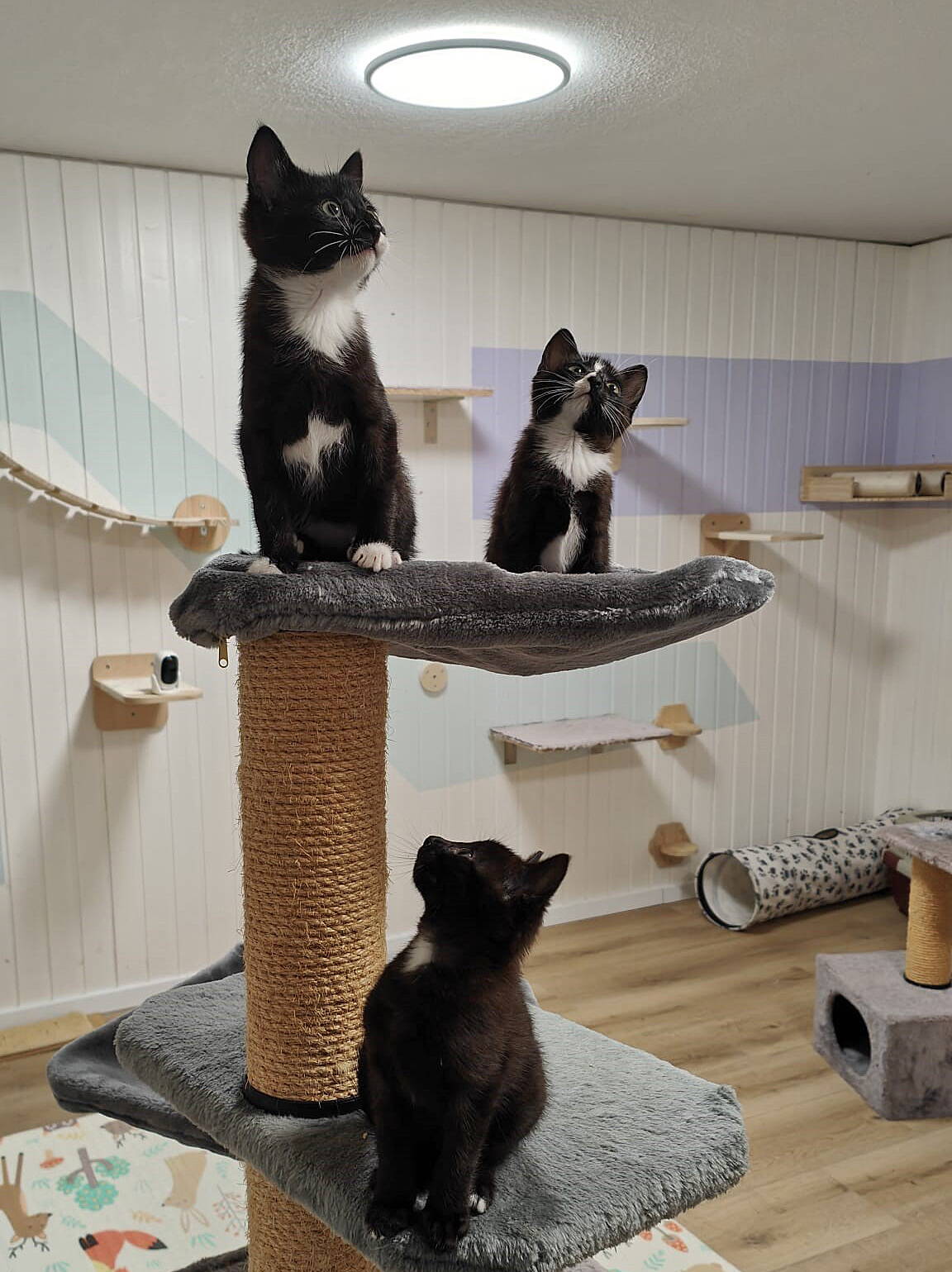 Cody, Lexy und Blacky Cody, Lexy und Blacky